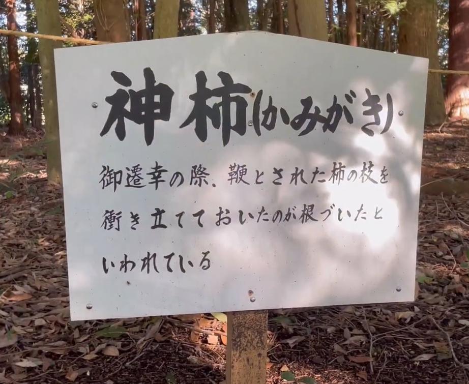 積田神社　神柿　看板
